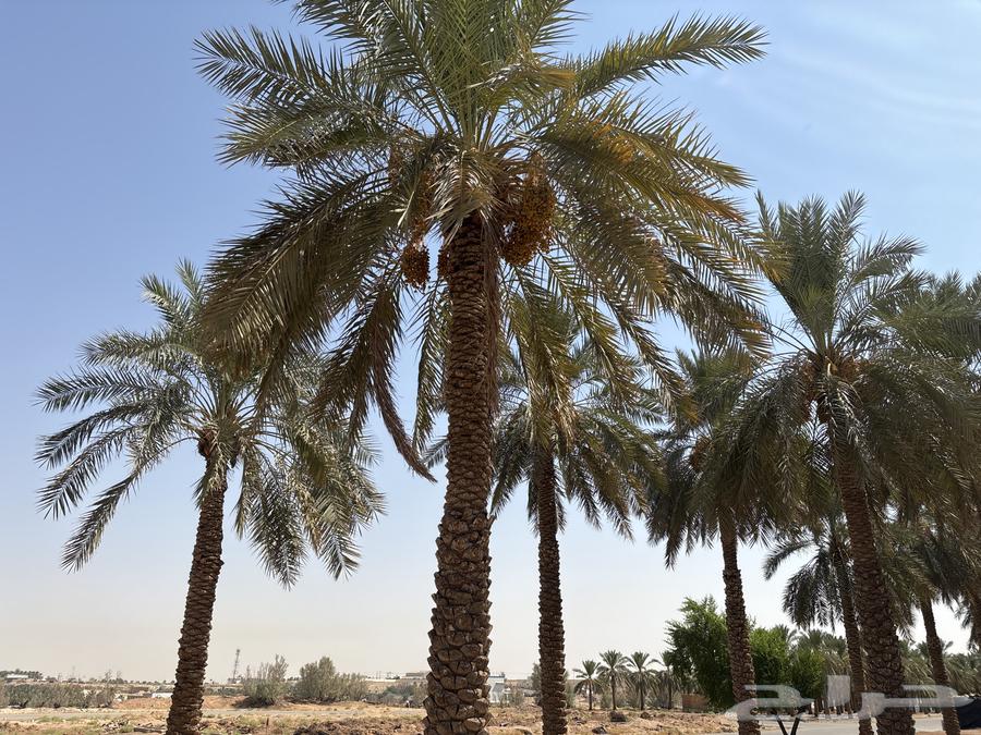 نخيل للبيع64458915913219110