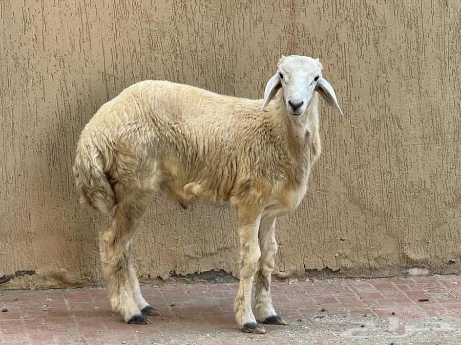 طلي للبيع64460775754113111