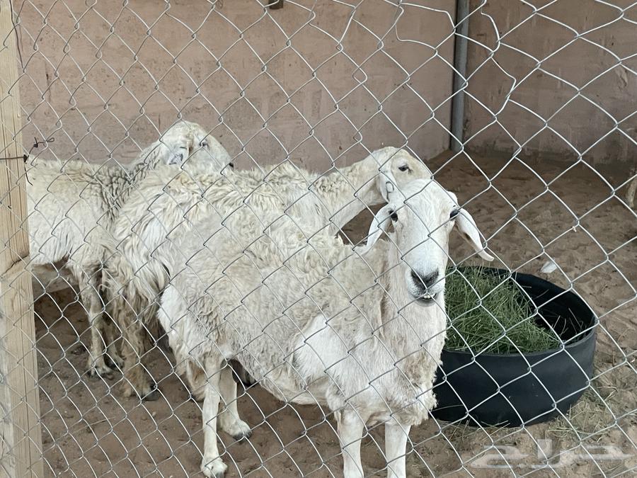 Sheep for sale, quantity 464462403551874110