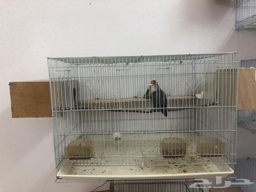 زوج روز دوبه مبيض64461746436355114