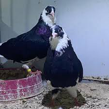 مطلوب حمام قطايف بسعر رخيص64462910191105110