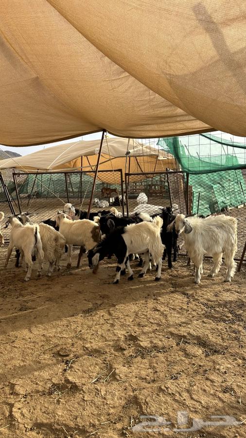 Tios Issue 1564459514363779111