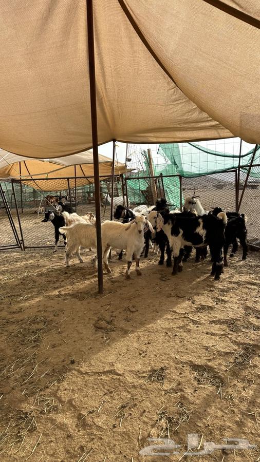 Tios Issue 1564459514363779112