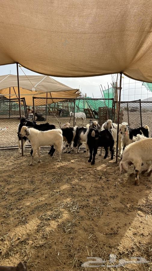 Tios Issue 1564459514363779110