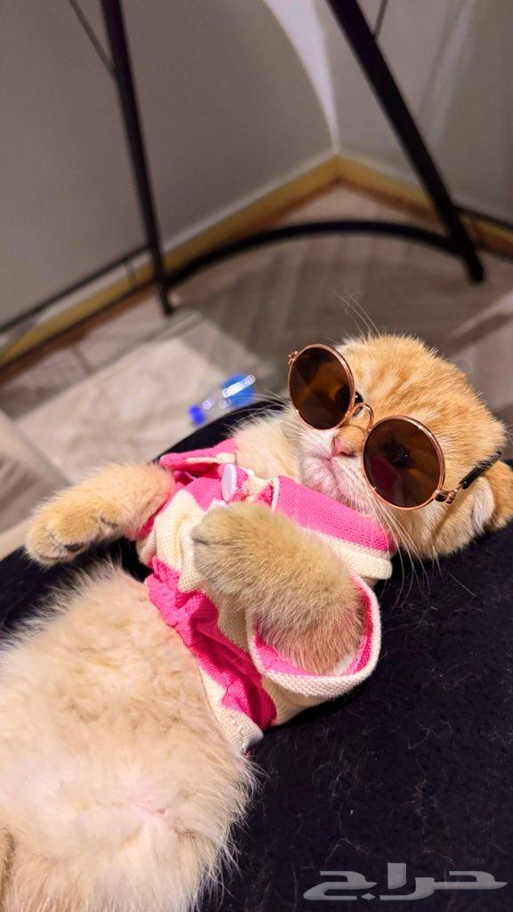 For sale: last available kitten from a rare dwarf category lineage64462321879553111