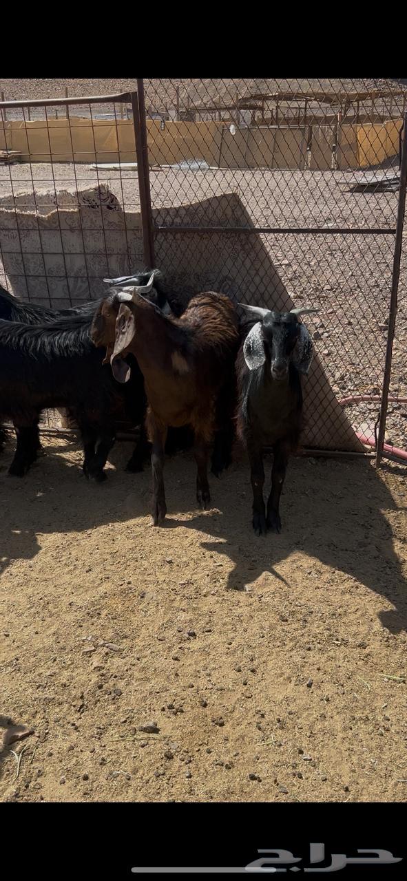 تيوس مخاصي جذعان البيع جملة وتفريد64458900816131110