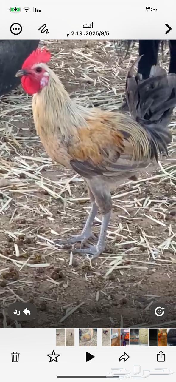 Roosters64460147340546111