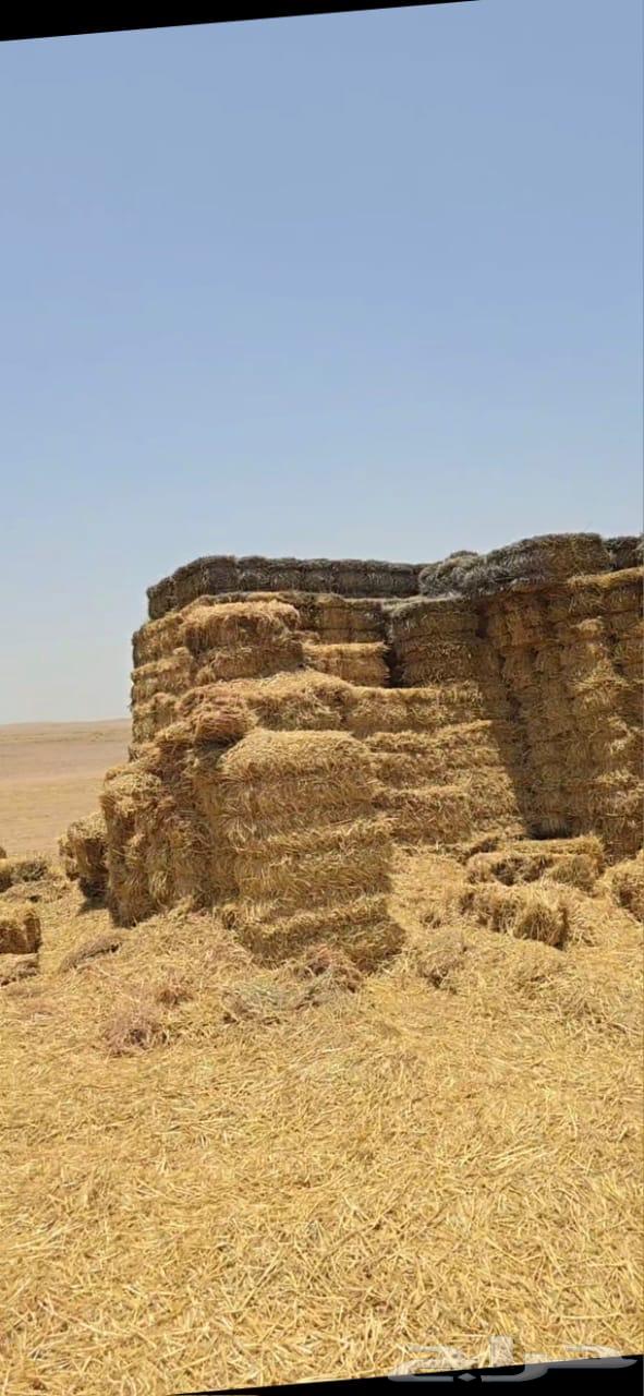 تبن قمح حنطه للبيع64461911483393110