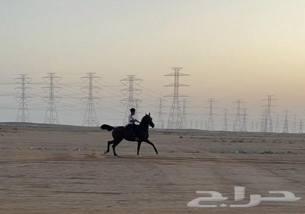 فرس شعبيه شيخه64461533741953110