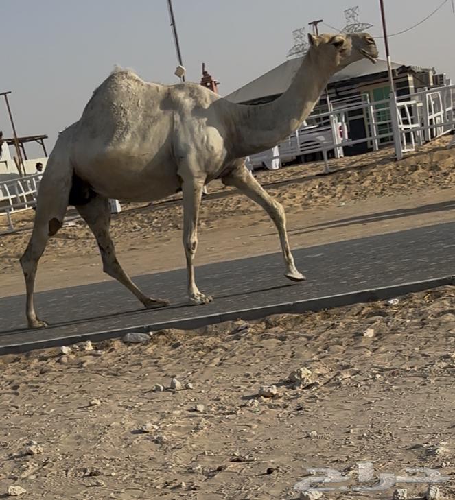 Vaccine64462362664322111