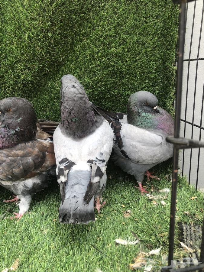 حمام كنق مدينا جامبو64460092410881113