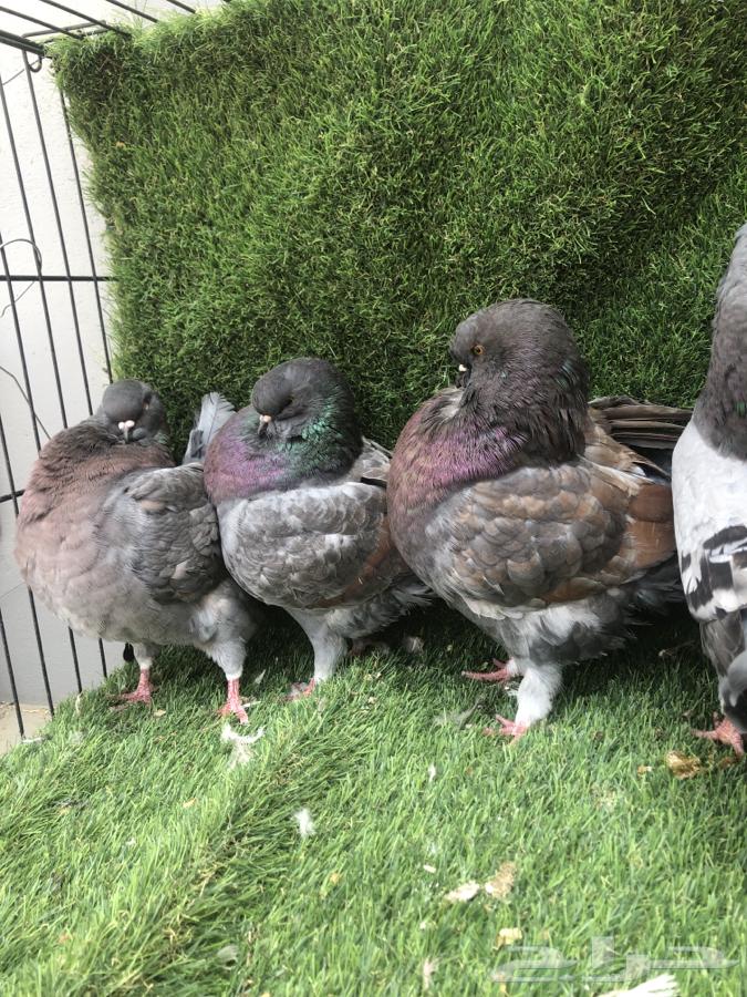 حمام كنق مدينا جامبو64460092410881111