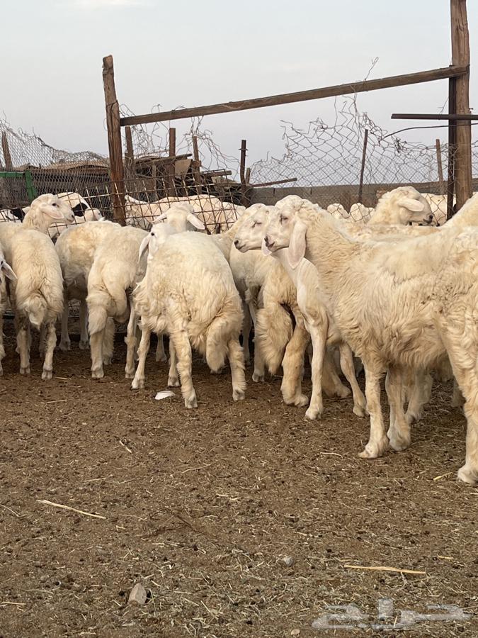 طليان جبره حري64462090469889112