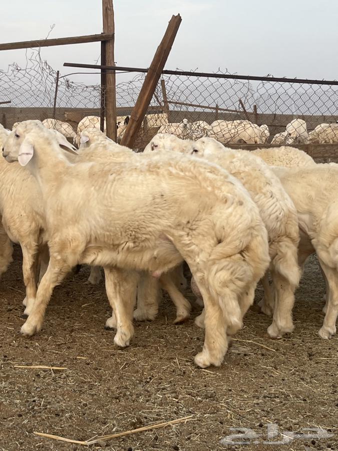 طليان جبره حري64462090469889110