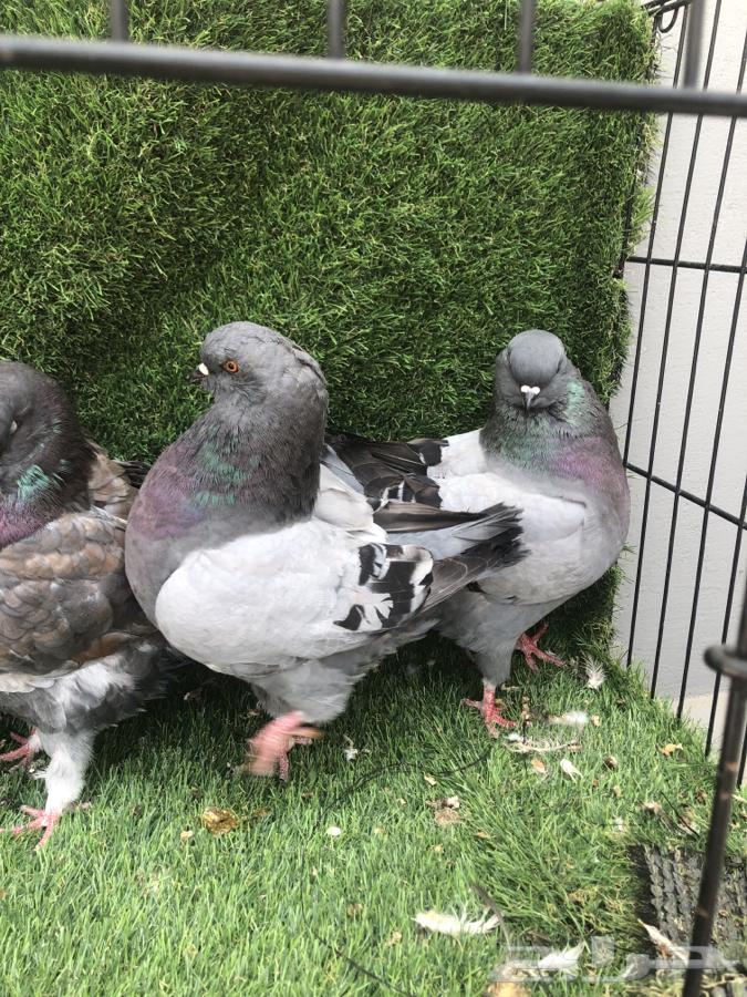 حمام كنق مدينا جامبو64460092410881110