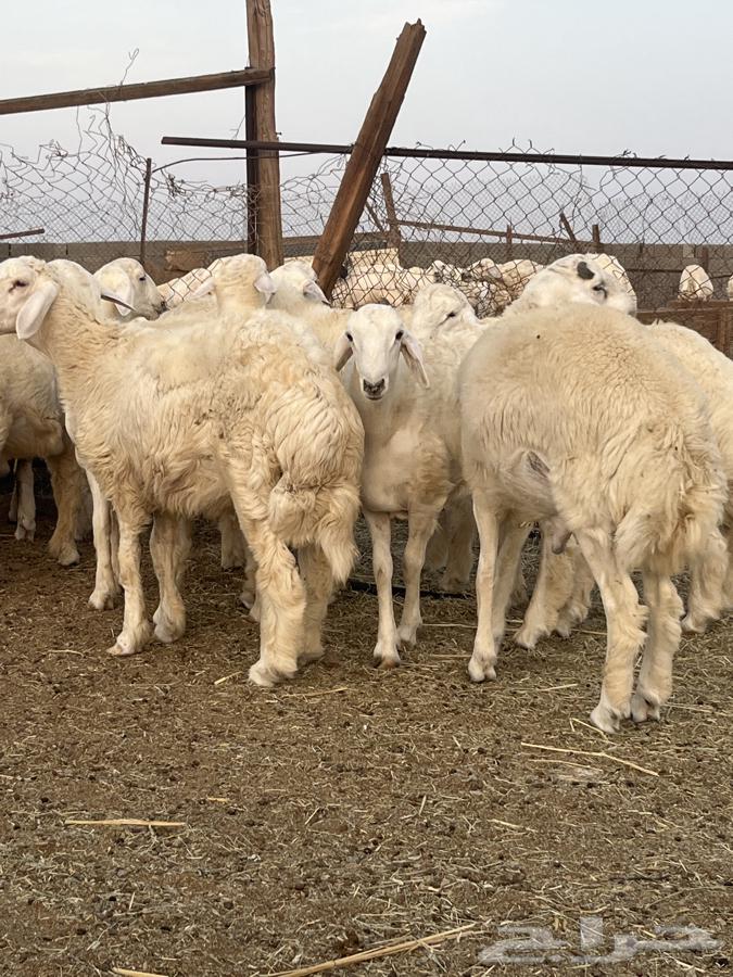 طليان جبره حري64462090469889111