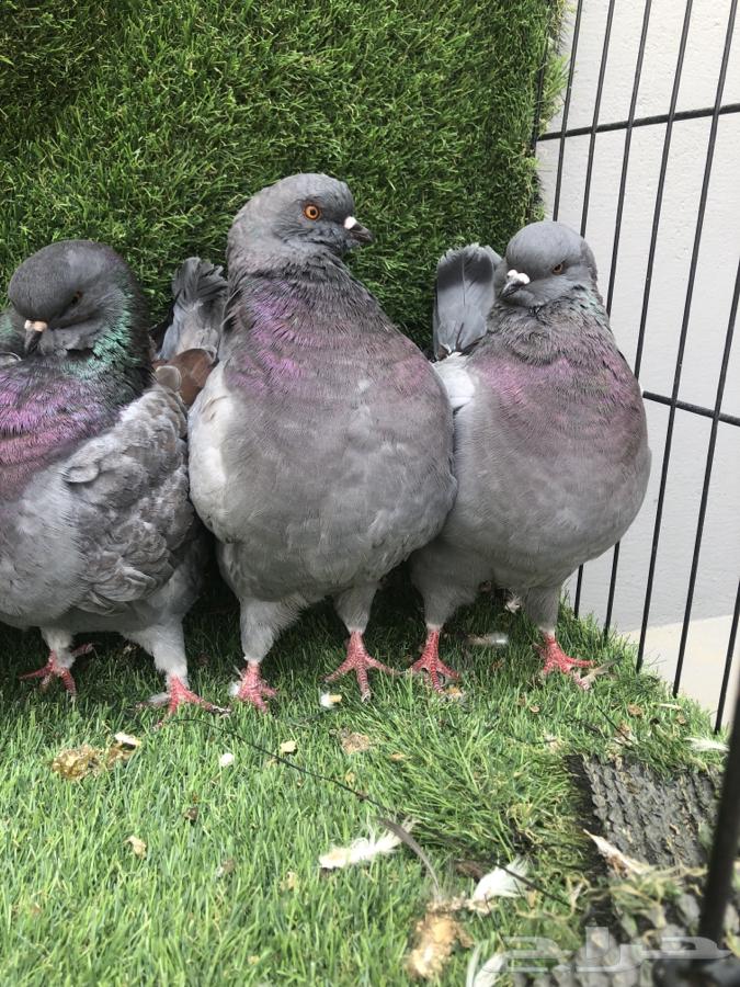 حمام كنق مدينا جامبو64460092410881112