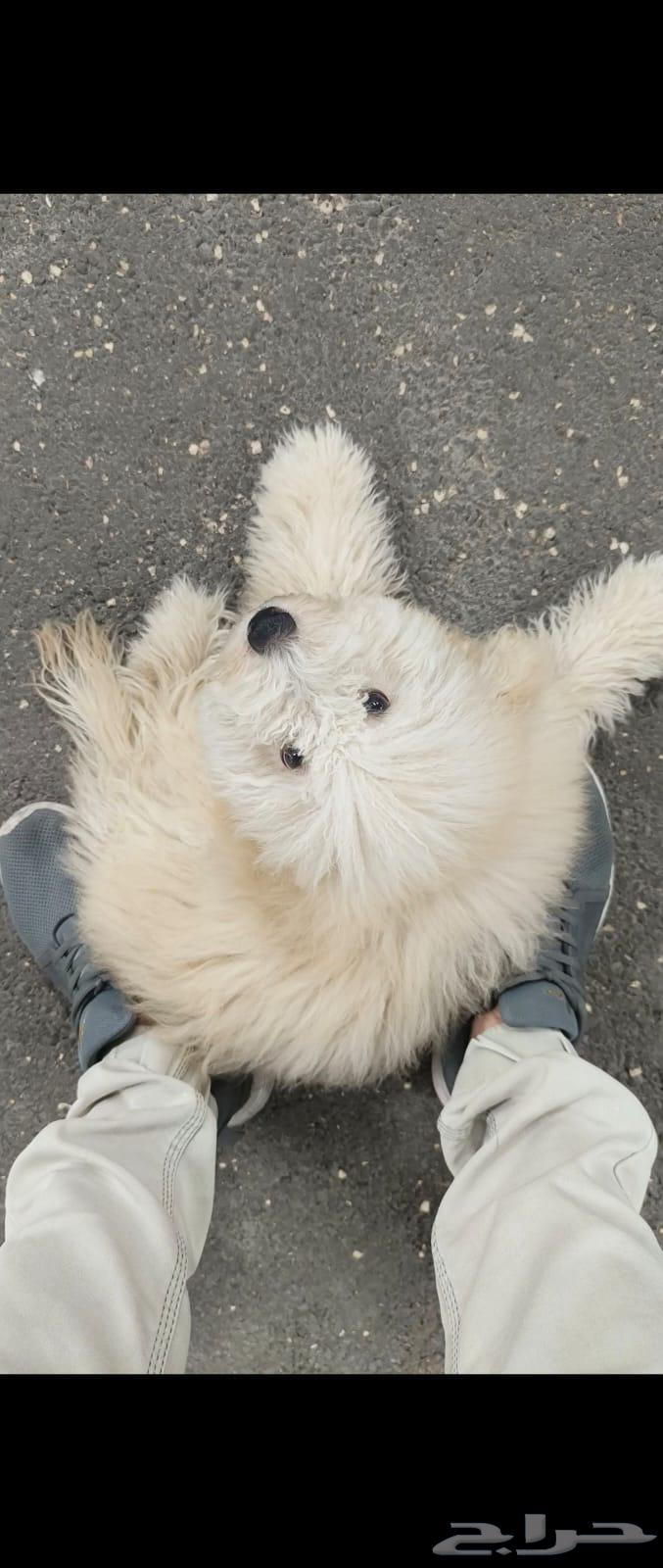 كلب توي بودل64460625178626111