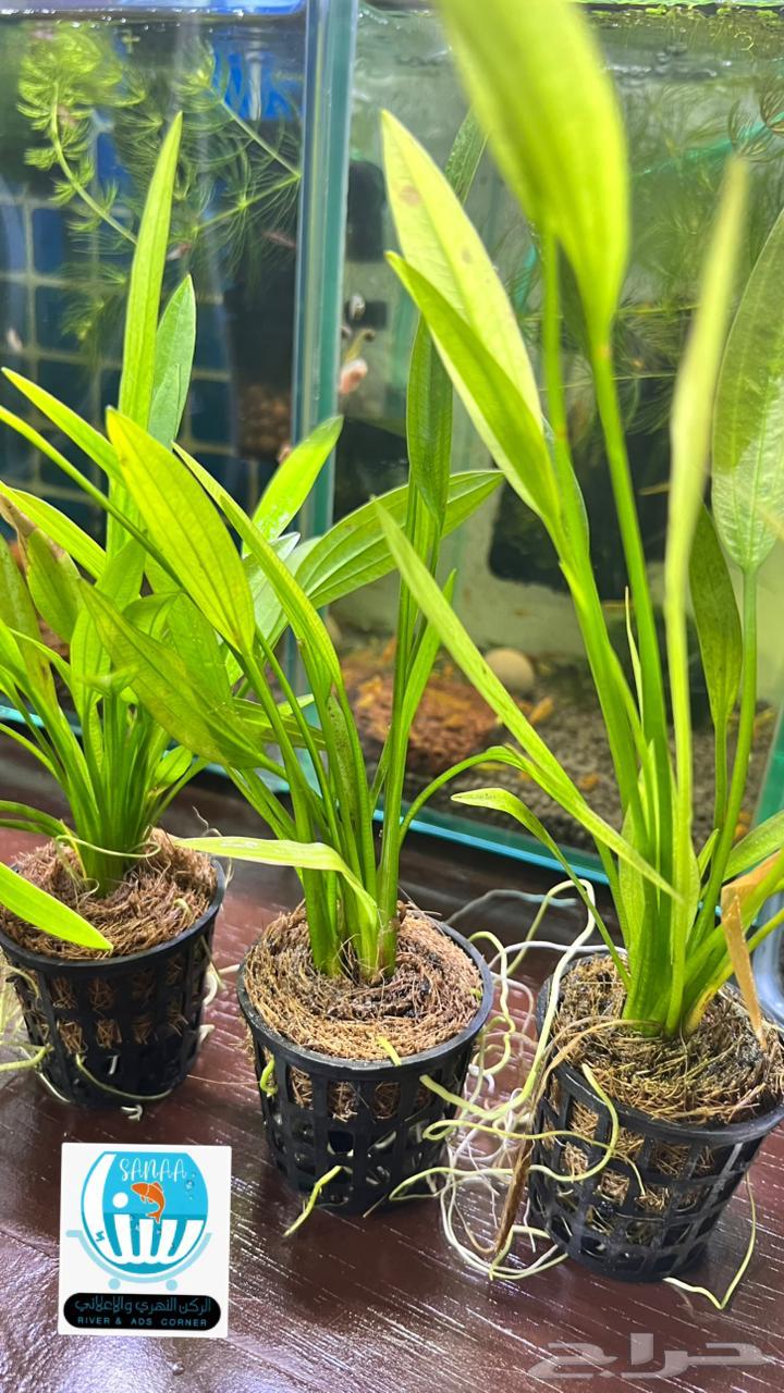 نباتات نهرية لحوض السمك متنوعة64459484316930114