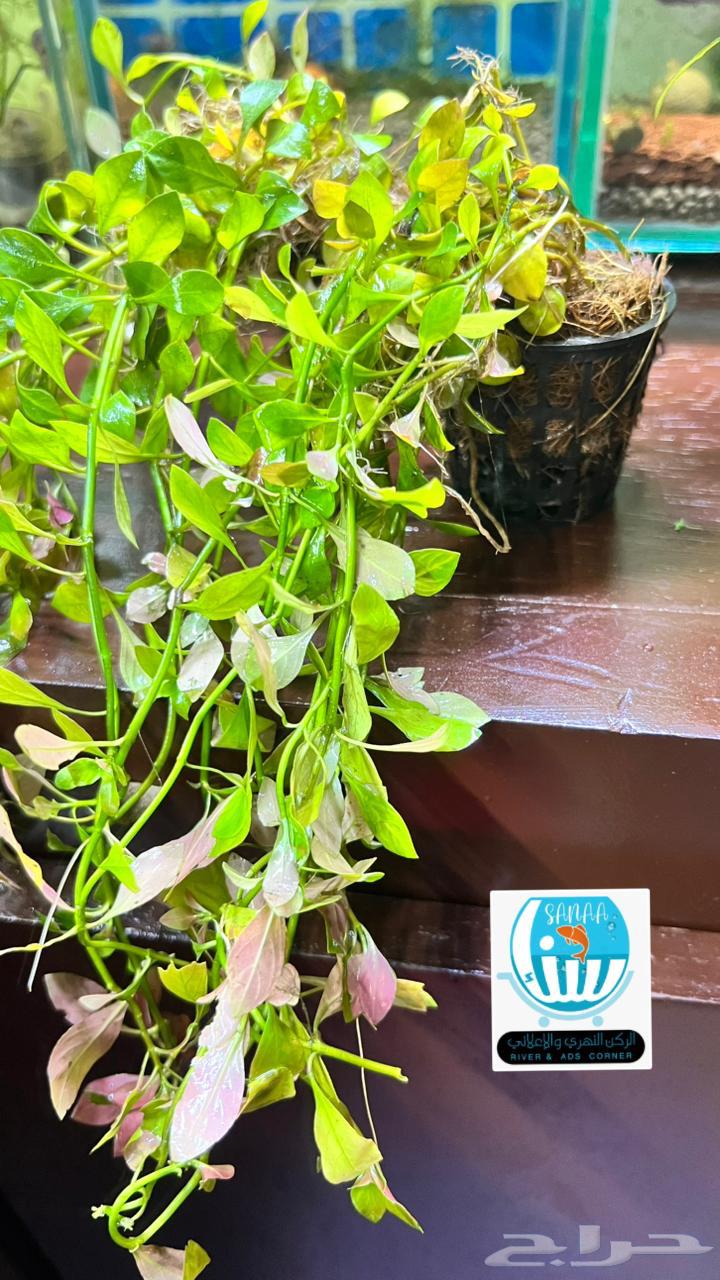 نباتات نهرية لحوض السمك متنوعة64459484316930111