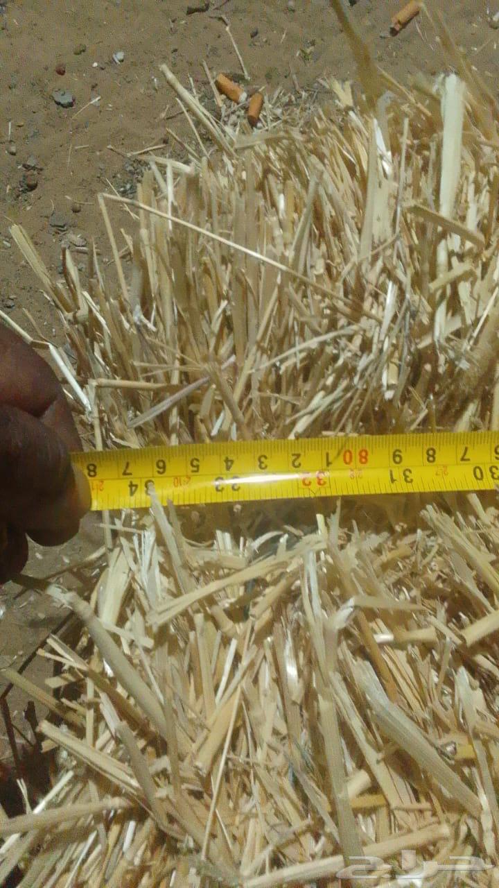 علف تبن بر الموسم64458704200193112