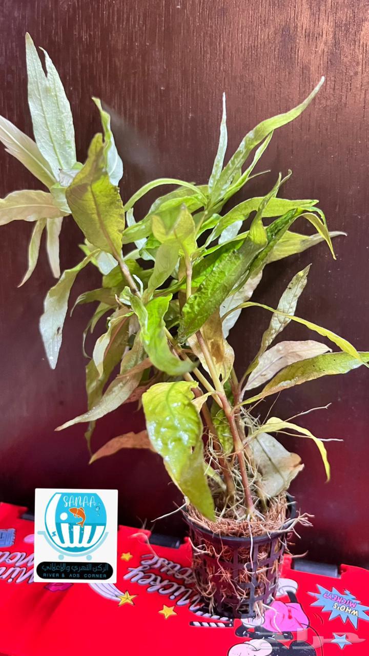 نباتات نهرية لحوض السمك متنوعة64459484316930110