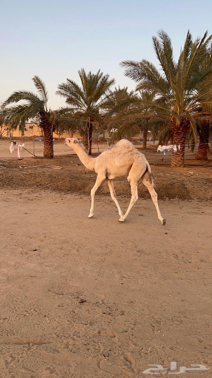 للبيع قعود حور مفرود طيب64462335634050111