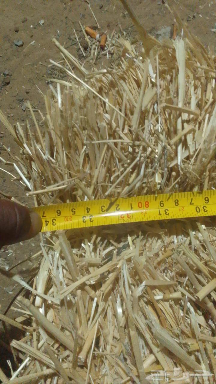 علف تبن بر الموسم64458704200193110