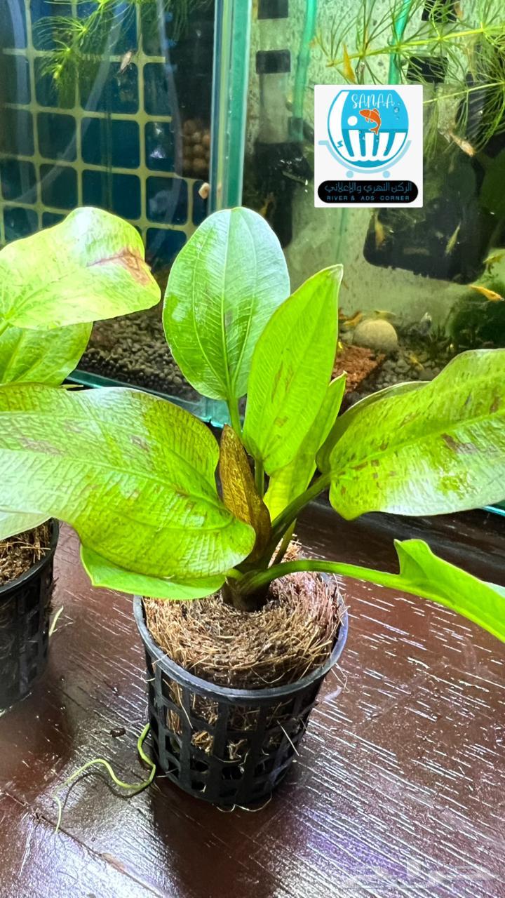 نباتات نهرية لحوض السمك متنوعة64459484316930113