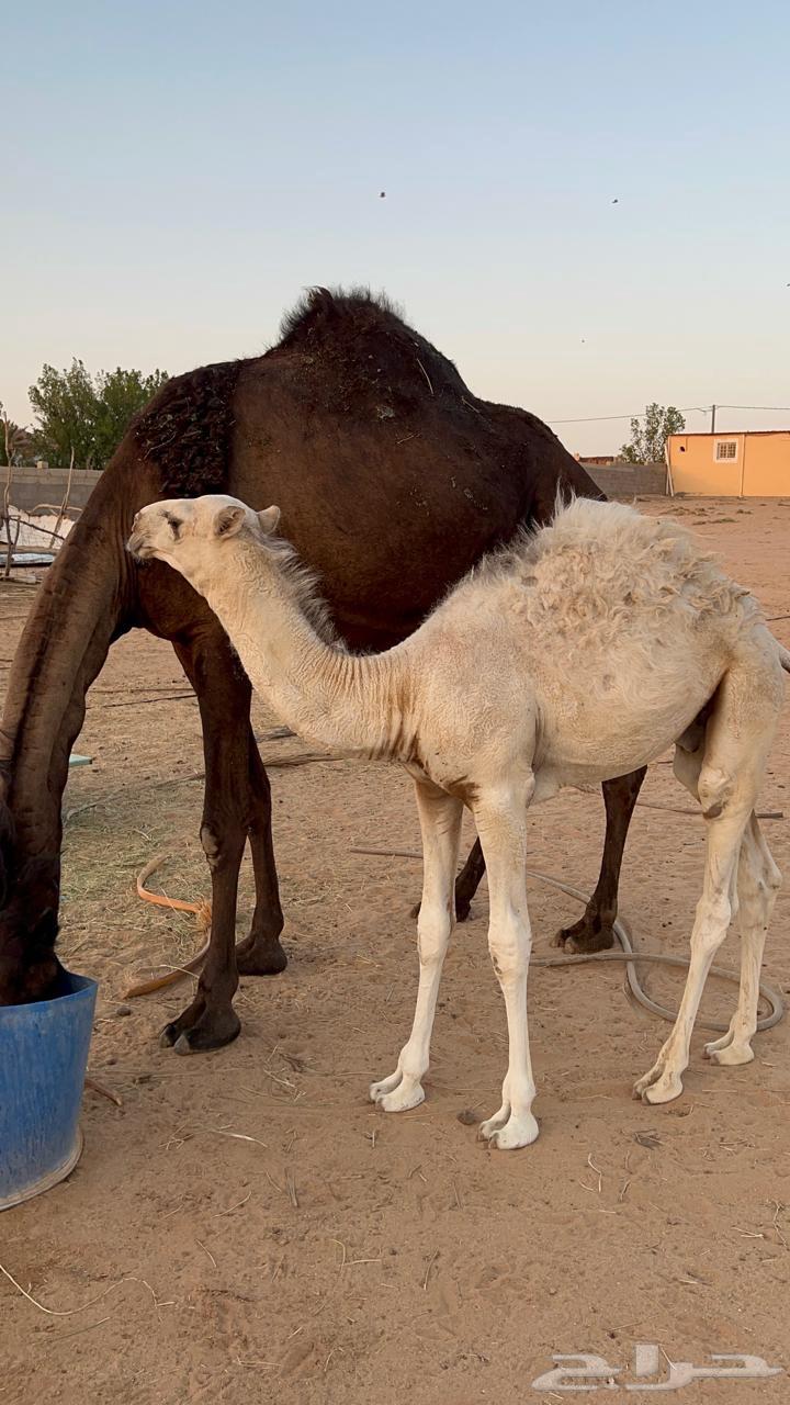 للبيع قعود حور مفرود طيب64462335634050112