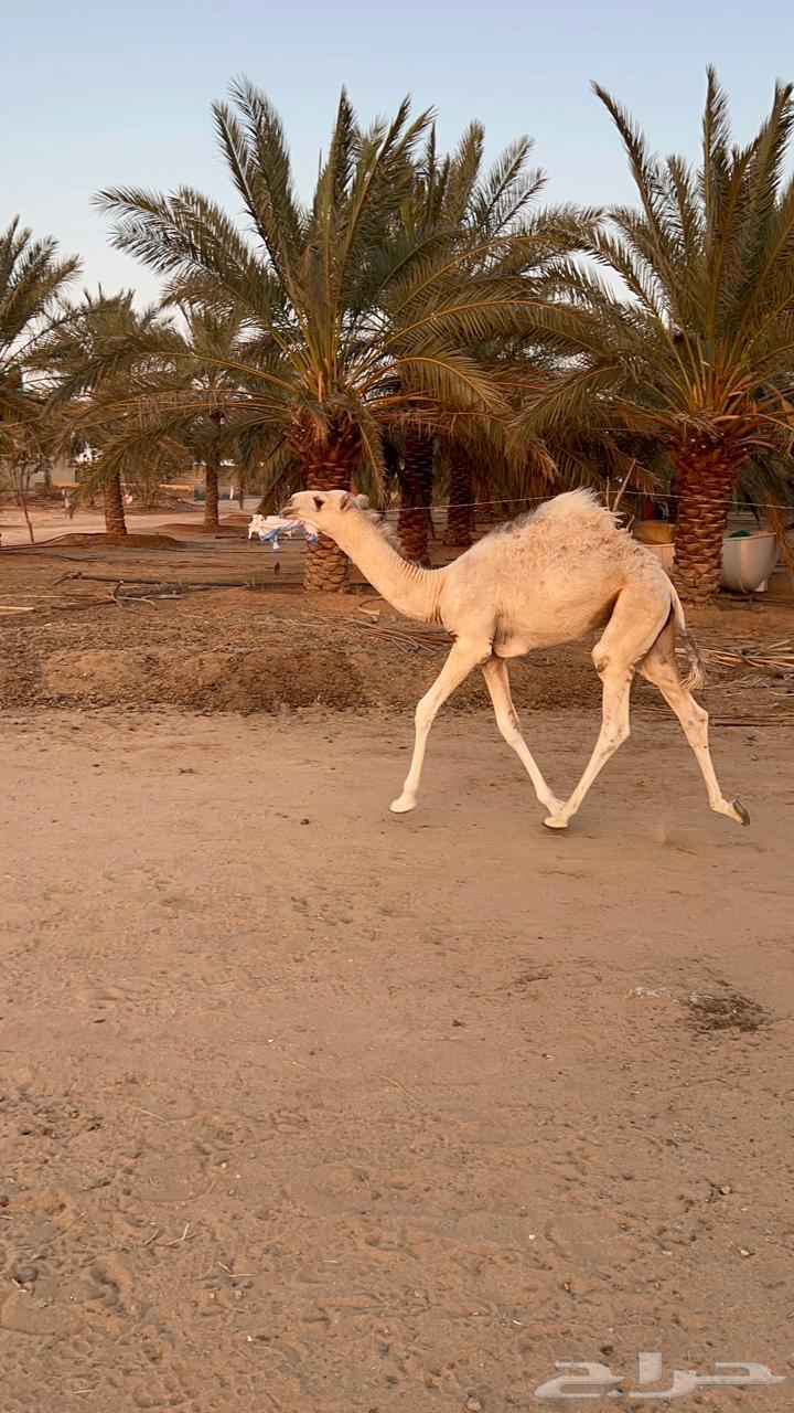 للبيع قعود حور مفرود طيب64462335634050110