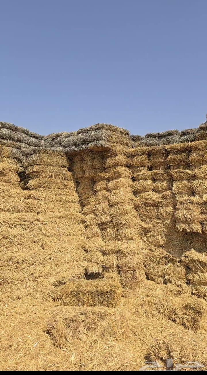 تبن قمح حنطه للبيع64461911483393114