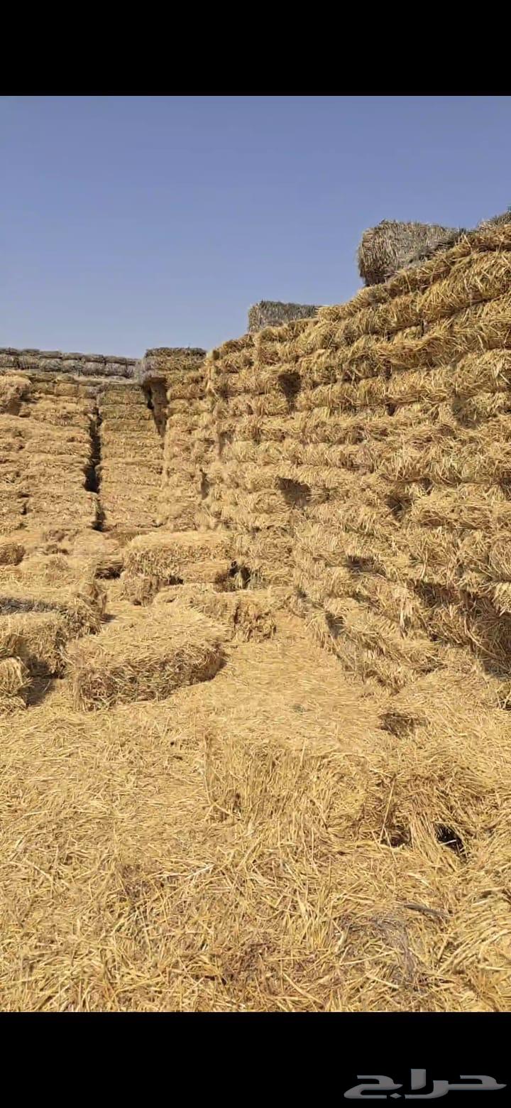 تبن قمح حنطه للبيع64461911483393113