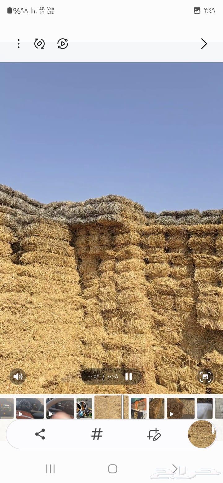 تبن قمح حنطه للبيع64461911483393112