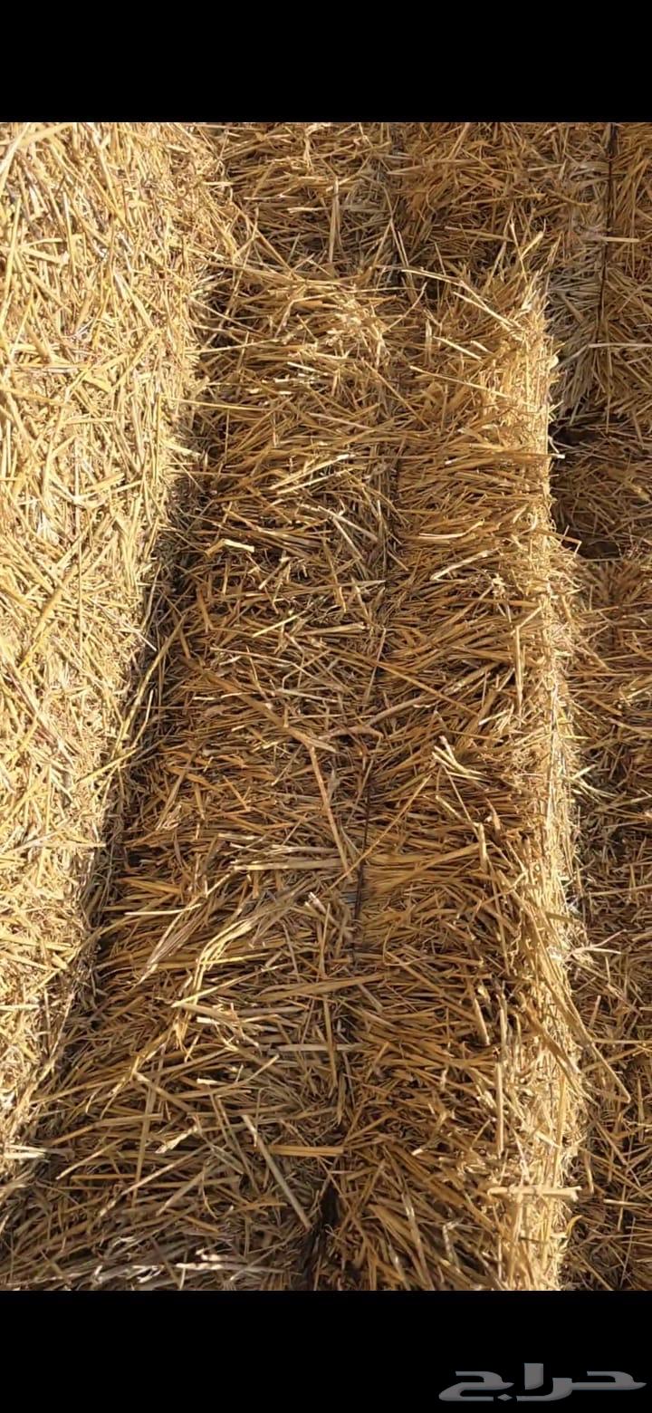 تبن قمح حنطه للبيع64461911483393111