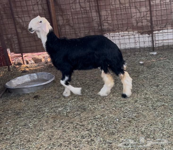 للبيع رخل نجديه صنف وفاخره64463696594947110