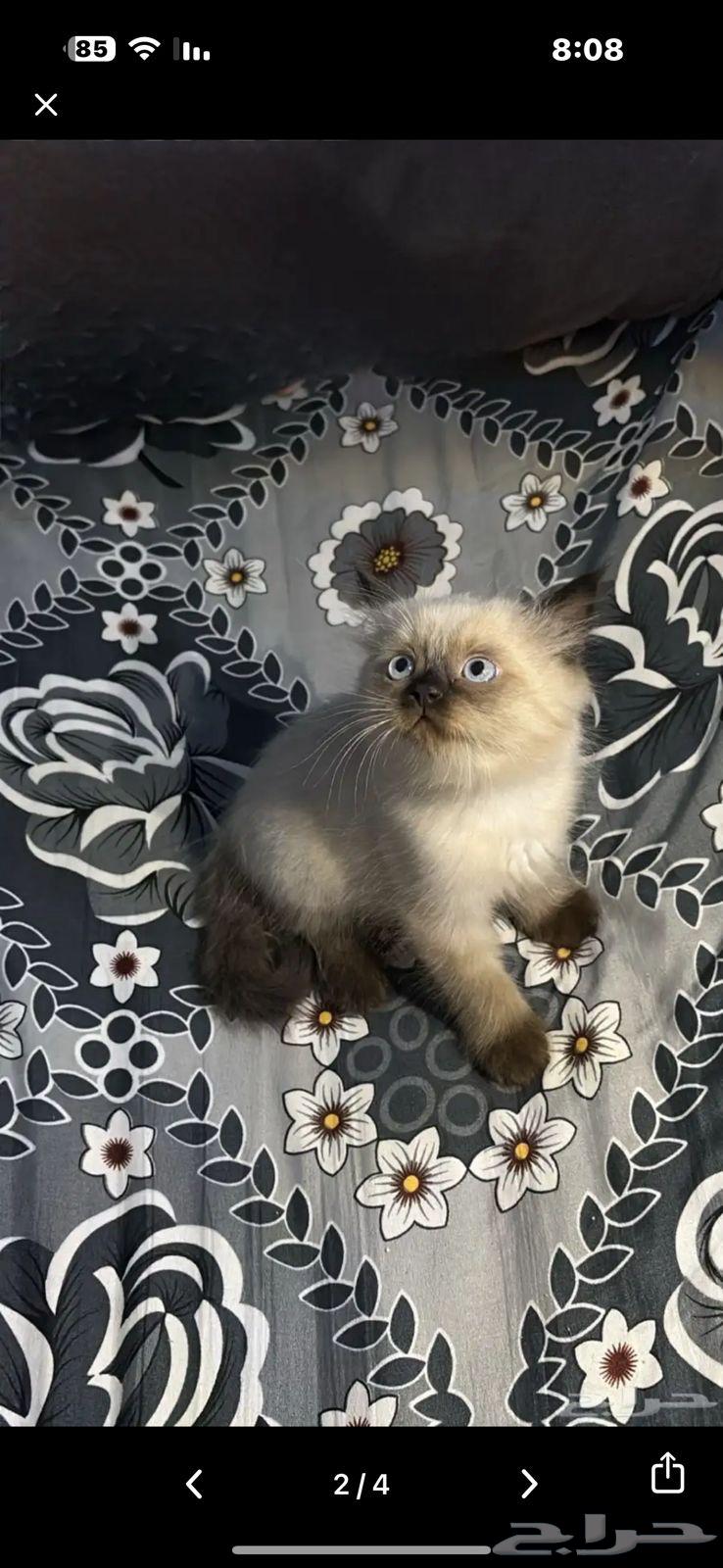 قطة همالايا للبيع فقط64462117785346111