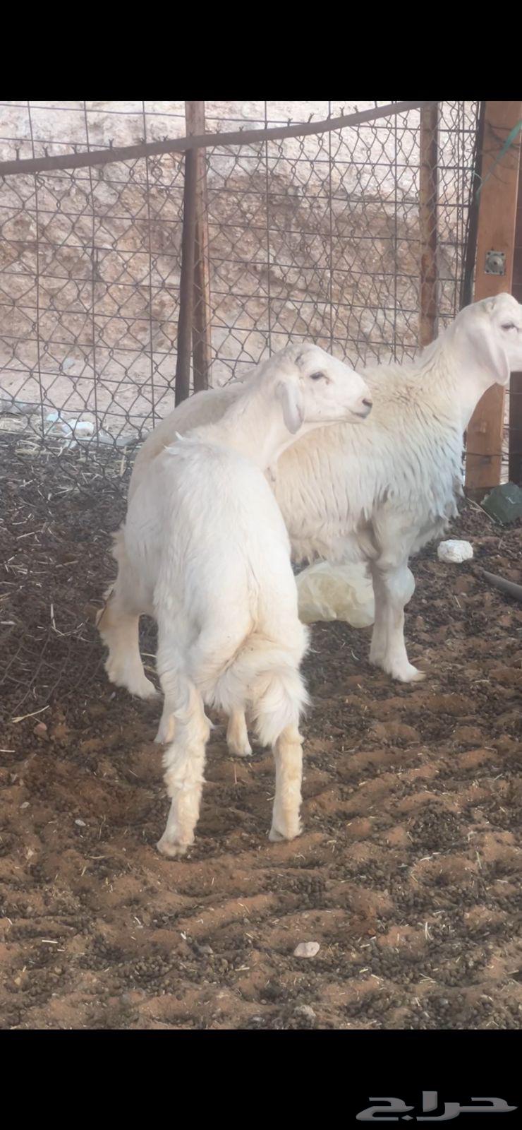 ذبايح مع التوصيل يوجد لدينا تمارا64462130836097112