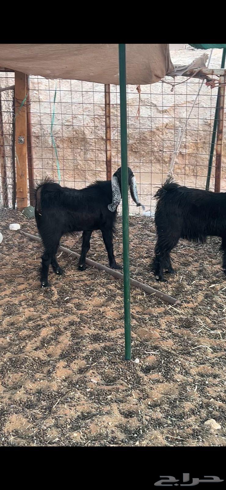 ذبايح مع التوصيل يوجد لدينا تمارا64462130836097111