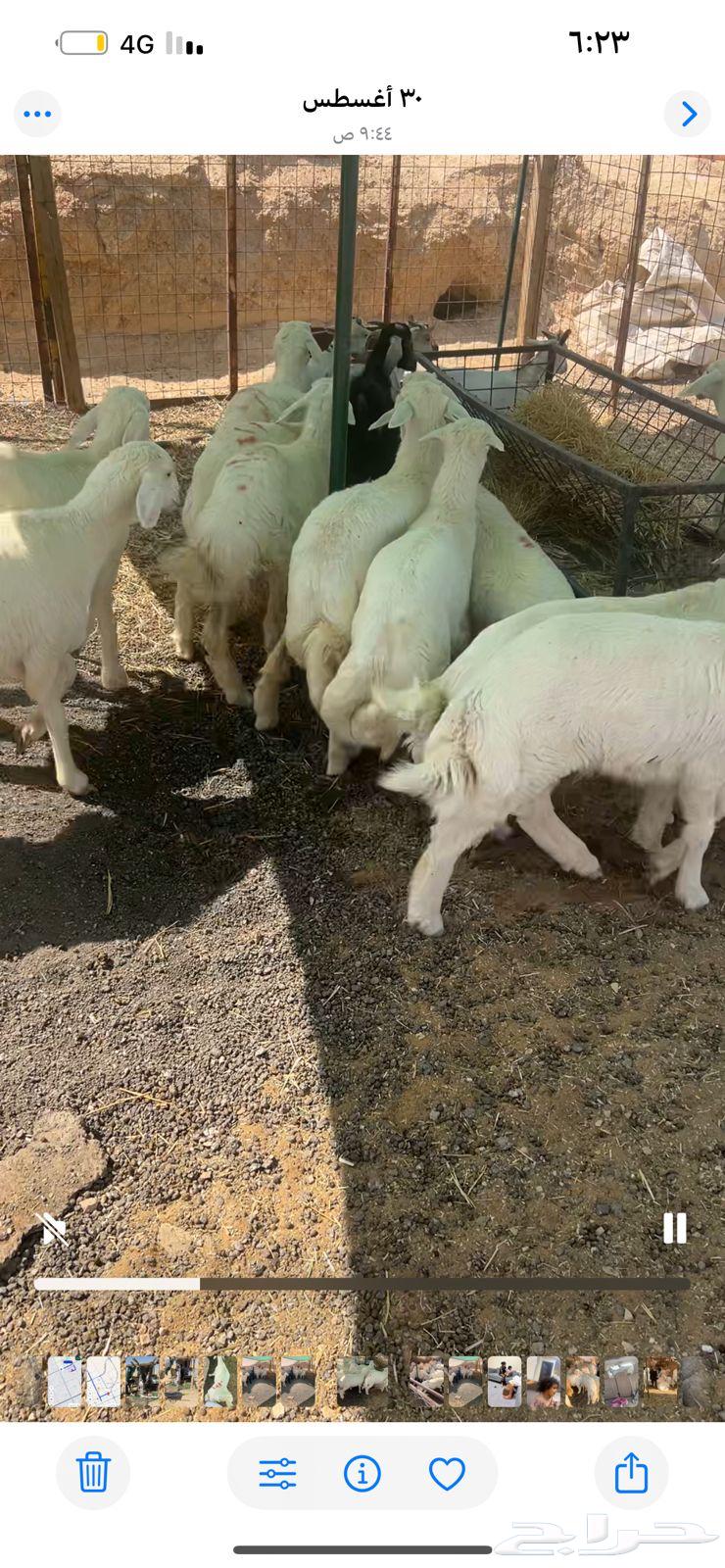 ذبايح مع التوصيل يوجد لدينا تمارا64462130836097113