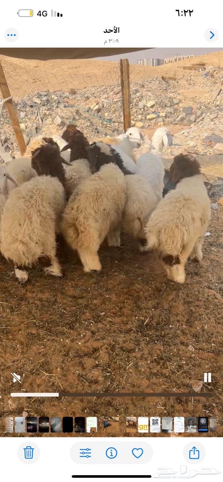 ذبايح مع التوصيل يوجد لدينا تمارا64462130836097110