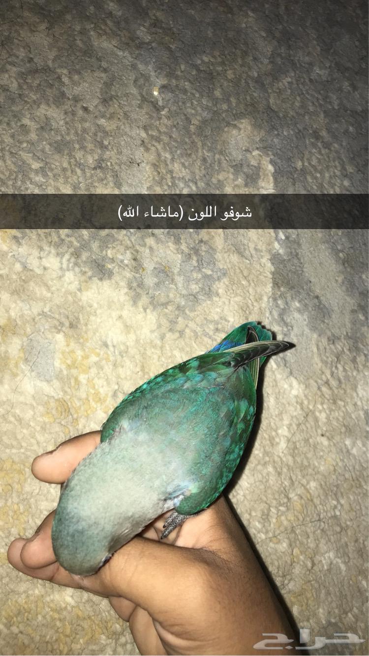 5-month-old rose bird, beautiful inside and outside, clean, non-biting, and in good health64459852577921112