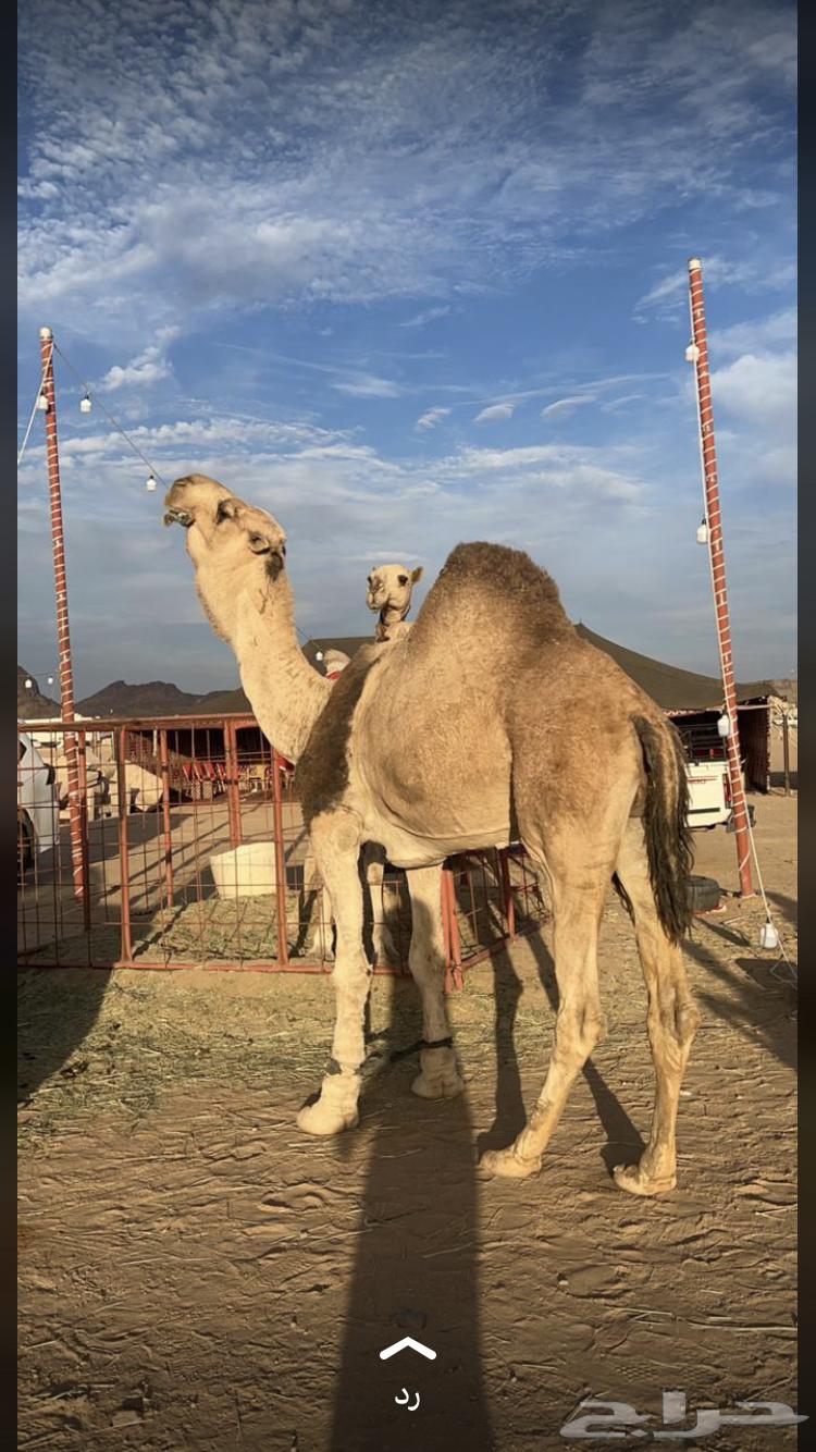 بعير روماني احمر منتج وعلى جميع الشروط64460051392771111