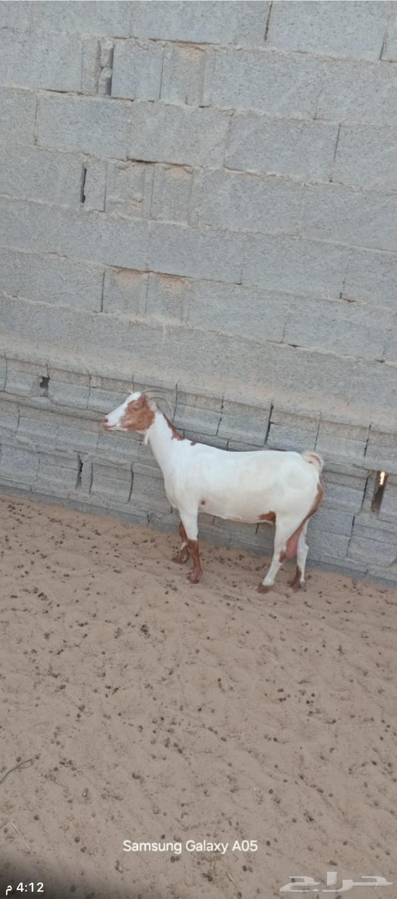 عنز للبيع64463586545027113