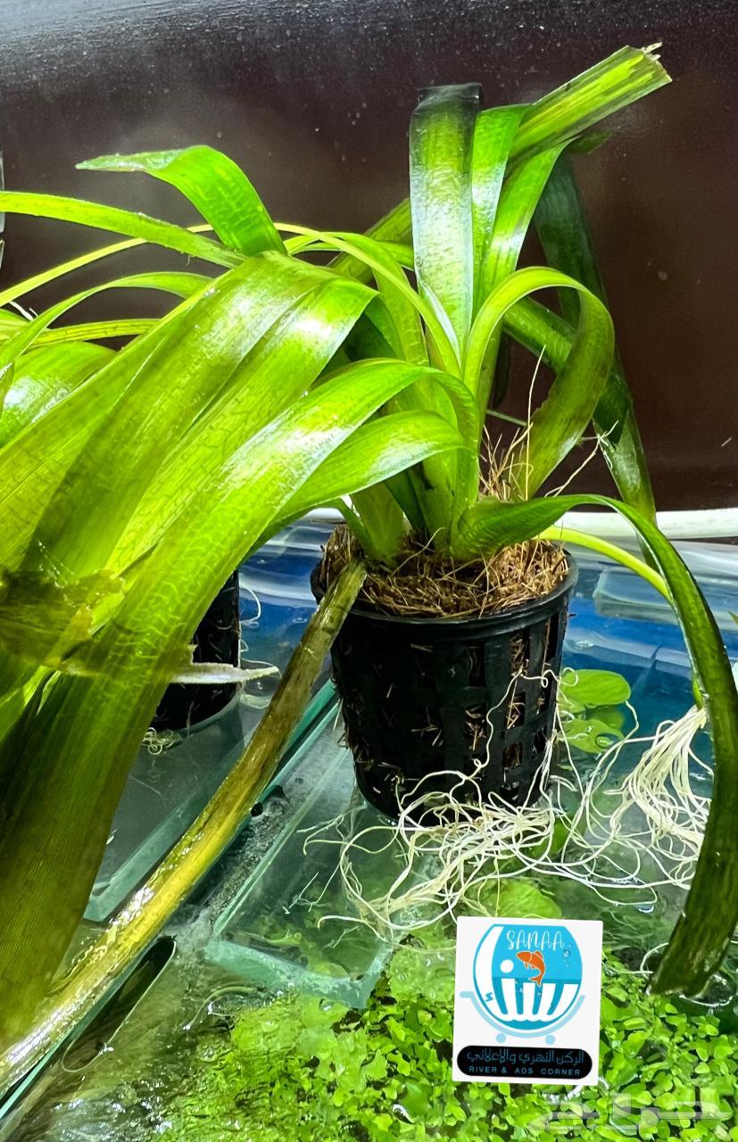 نباتات نهرية لحوض السمك متنوعة64459484316930112