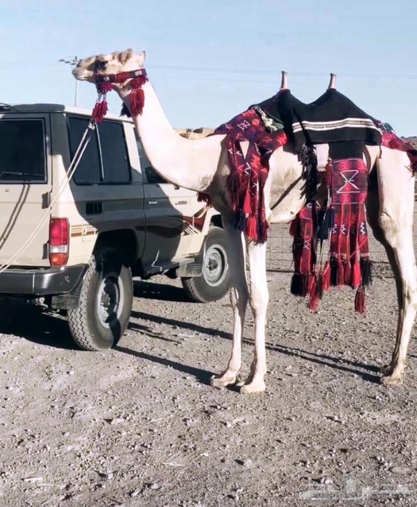 جمل طابع64459215217539111