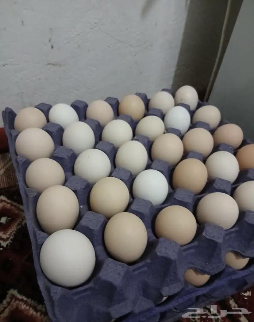 بيض براهما كولمبي كونك64462569349633110