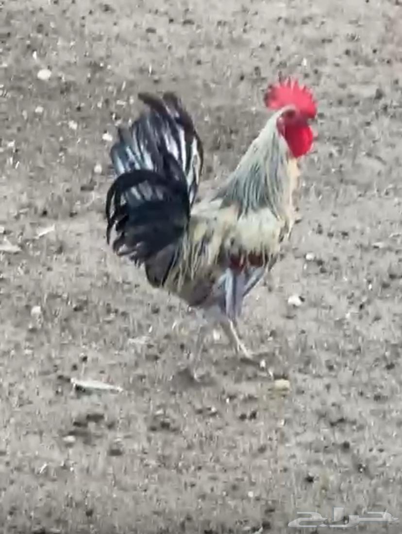 Roosters64460147340546110