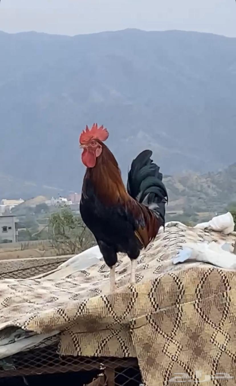 ديك للبيع بلدي اصيل تم البيع تم البيع64463751432066112