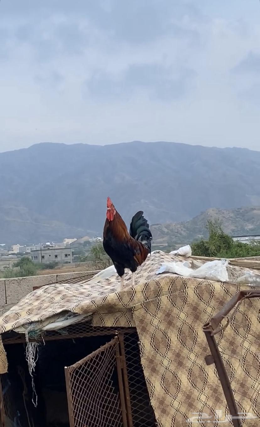 ديك للبيع بلدي اصيل تم البيع تم البيع64463751432066111